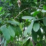 Pilocarpus pennatifolius Blad