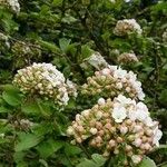 Viburnum × carlcephalum