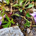 Viola pinnata Habit