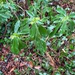 Daphne laureola Folha