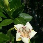 Rothmannia capensis Floare