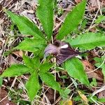 Arisaema serratum Leaf