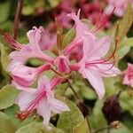 Rhododendron canescens Çiçek