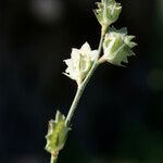 Onobrychis aequidentata 果実