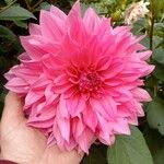 Dahlia pinnataFlower