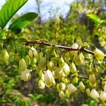 Halesia carolina Cvet