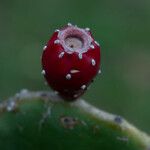 Opuntia humifusa Ffrwyth