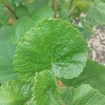 Greyia flanaganii Hoja