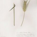 Dasypyrum villosum Λουλούδι