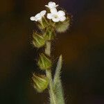 Plagiobothrys canescens Blomma