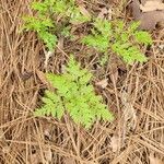 Botrychium virginianum Leaf