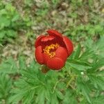Paeonia peregrina Kvet