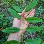 Polysphaeria multiflora Hoja
