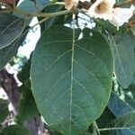 Cordia africana Blad