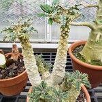 Dorstenia lavrani Hábito