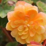 Begonia sutherlandii Flower