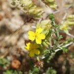 Helianthemum syriacum Flor
