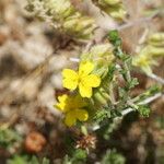 Helianthemum syriacum Žiedas