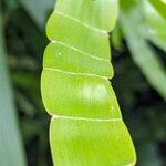 Muehlenbeckia platyclada برگ