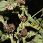 Marsypianthes chamaedrys Hábito