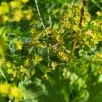 Alchemilla monticolaBlüte