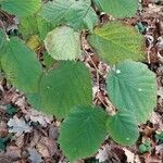 Corylus cornuta Leaf