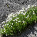 Asperula hirta Habit