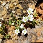 Cerastium alpinum Цветок