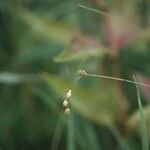 Carex tenera Floare
