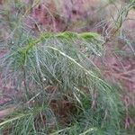 Artemisia campestris Blad