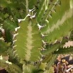 Euphorbia lactea Corteccia