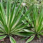 Agave angustifolia Habit