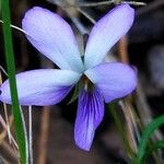 Viola arborescens Lorea