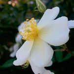 Rosa sempervirens Blomst