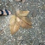 Sterculia apetala Leaf