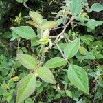 Desmodium intortum Blatt