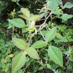 Desmodium intortum Leaf