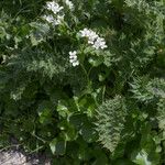 Cardamine asarifolia Fula