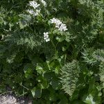 Cardamine asarifolia Flower