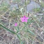 Dianthus armeriaFlower