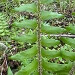 Polystichum acrostichoides Leaf