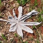 Cecropia peltata Leaf