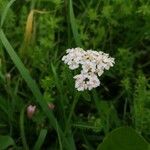 Achillea millefoliumപുഷ്പം