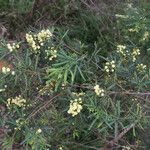 Acacia pentadenia Habitat