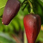 Garcinia puat Fruitua