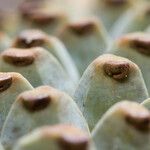 Pandanus clandestinus Fruto