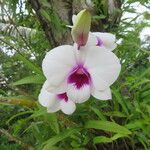Dendrobium bigibbum Flower