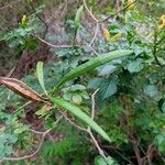 Tecomaria capensis Фрукт
