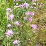 Centaurea stoebe Fleur