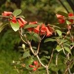 Rhododendron atrichum